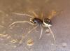 Pachygnatha degeeri